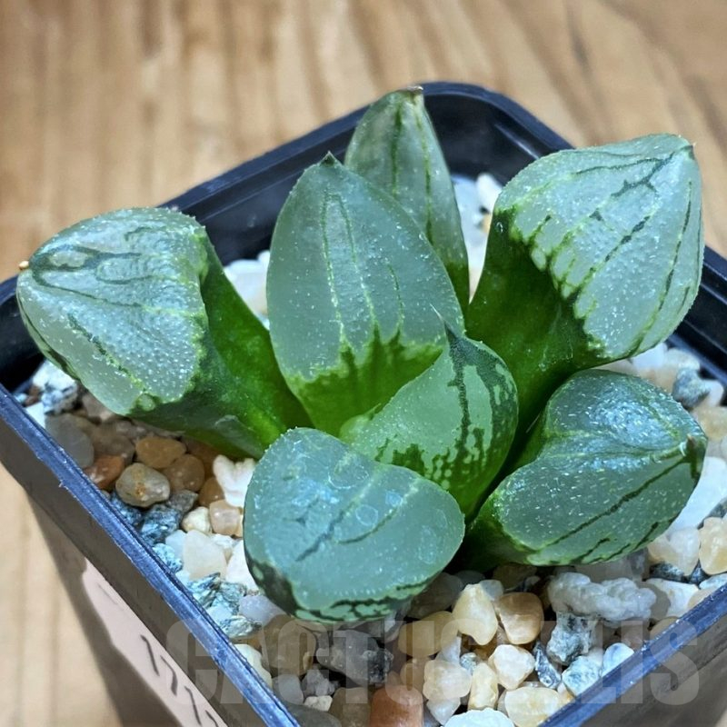 SH17138 Haworthia comptoniana mutant 'Corn Poppy'