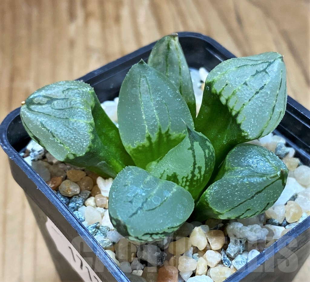 SH17138 Haworthia comptoniana mutant 'Corn Poppy'