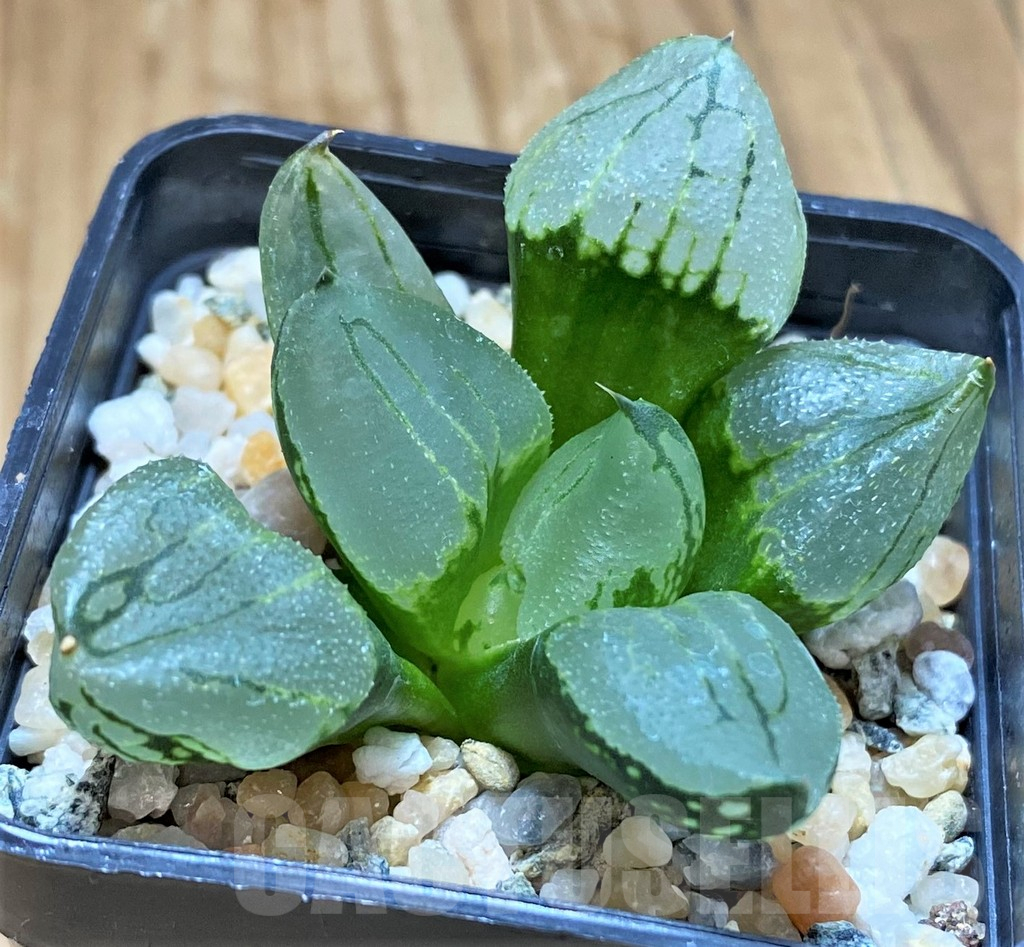 SH17138 Haworthia comptoniana mutant 'Corn Poppy' - immagine 2