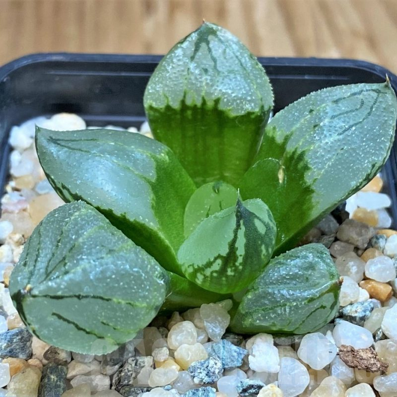 SH17139 Haworthia comptoniana mutant 'Corn Poppy'