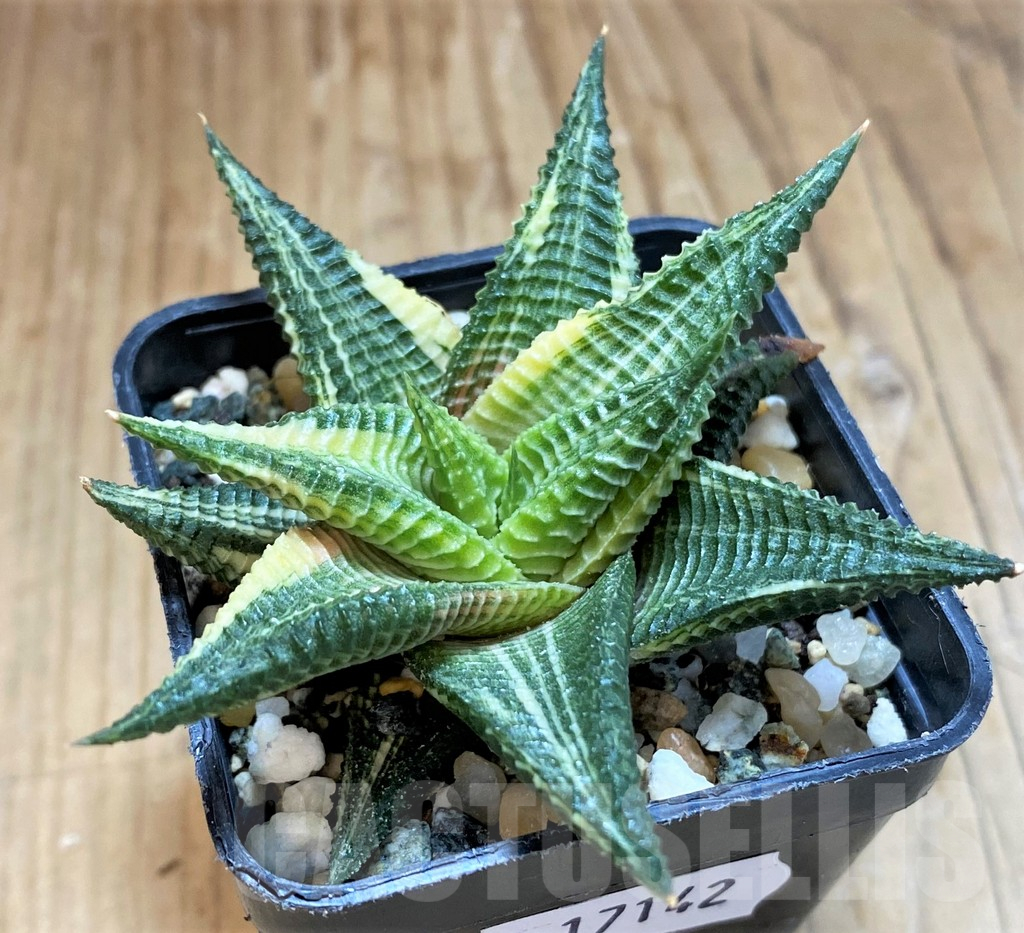 SH17142 Haworthia limifolia f. variegata - Imagen 2