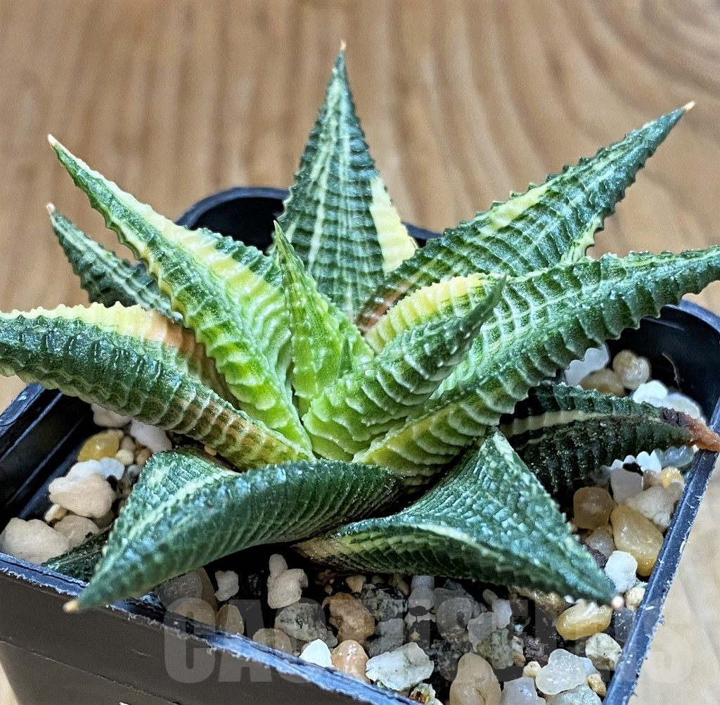 SH17142 Haworthia limifolia f. variegata