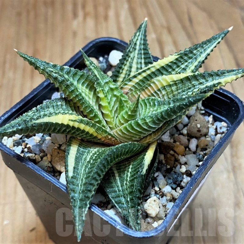 SH17143 Haworthia limifolia f. variegata