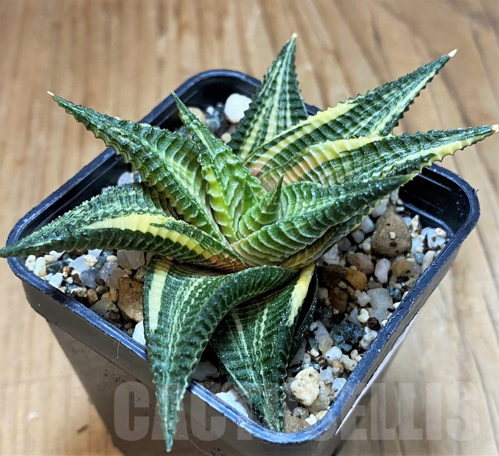 SH17143 Haworthia limifolia f. variegata