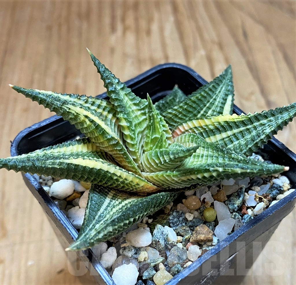 SH17143 Haworthia limifolia f. variegata - Image 2