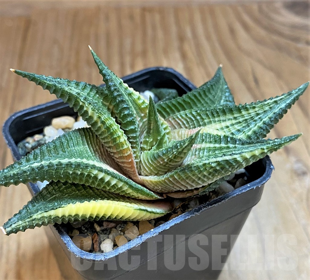 SH17144 Haworthia limifolia f. variegata - Image 2