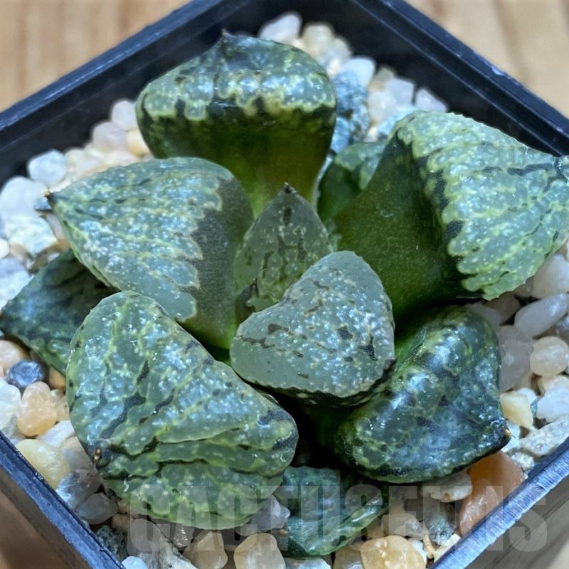 SH17126 Haworthia emelyae mutant