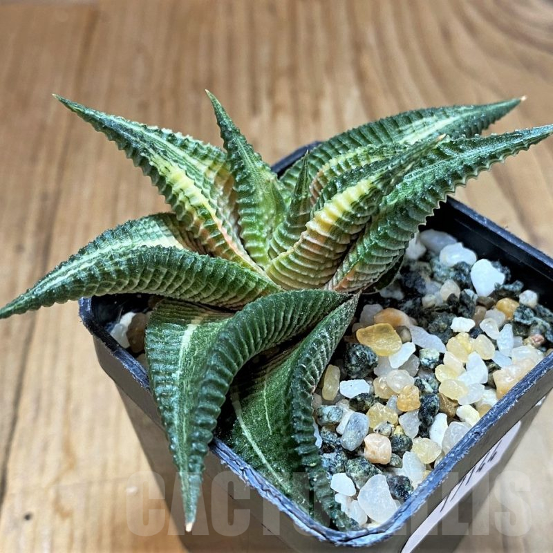 SH17144 Haworthia limifolia f. variegata