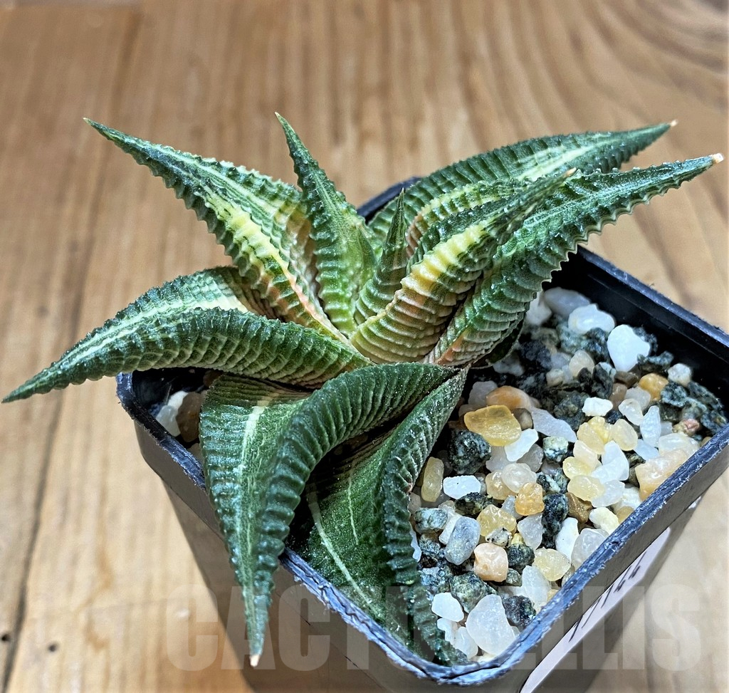 SH17144 Haworthia limifolia f. variegata