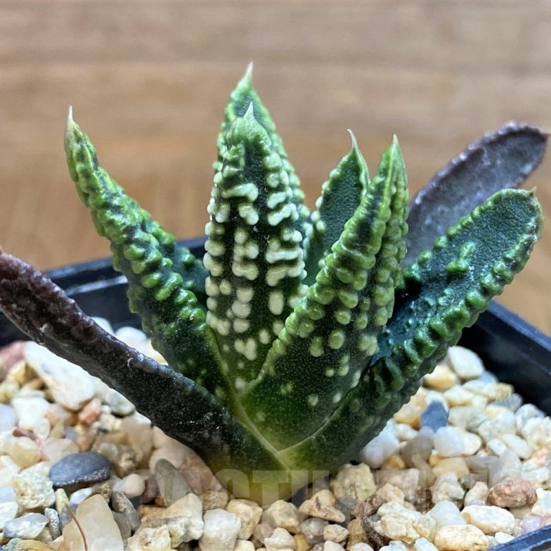 SH17146 Haworthia pumila 'Emperor'