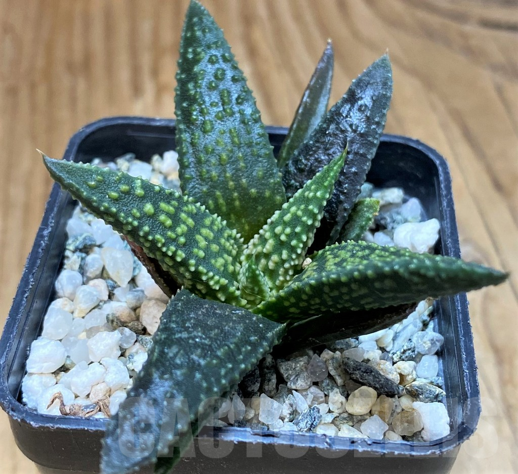 SH17148 Haworthia 'Kintaikyo' x pumila 'Donut' - Image 2