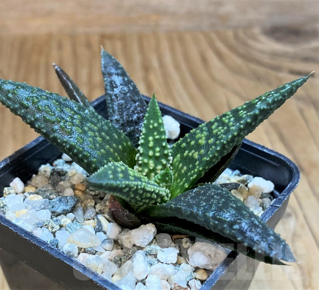 SH17148 Haworthia 'Kintaikyo' x pumila 'Donut'