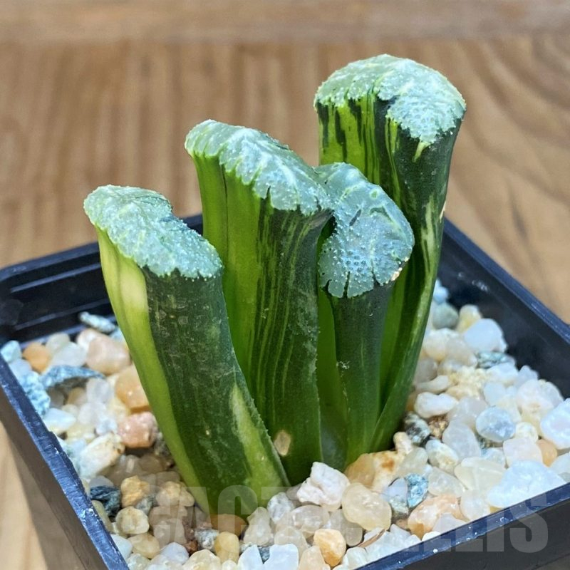 SH17149 Haworthia truncata f. variegata