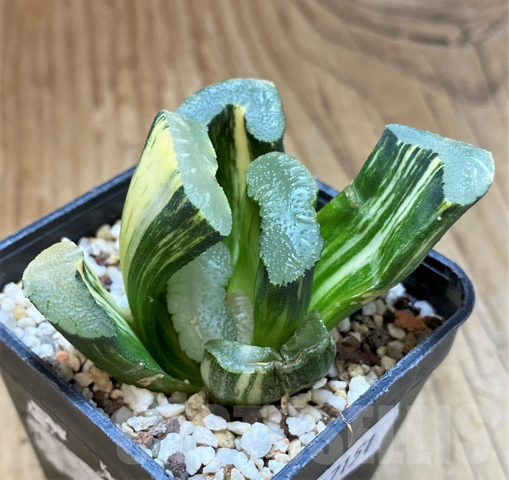 SH17151 Haworthia truncata f. variegata - Image 2