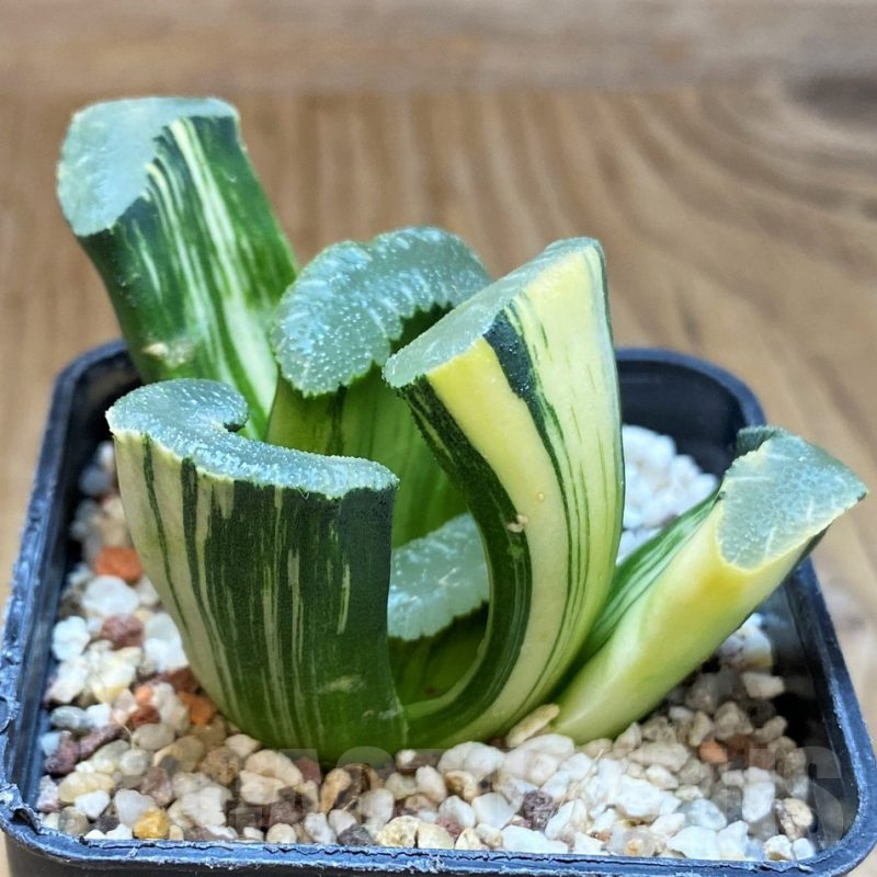 SH17151 Haworthia truncata f. variegata