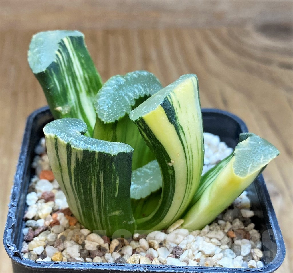 SH17151 Haworthia truncata f. variegata