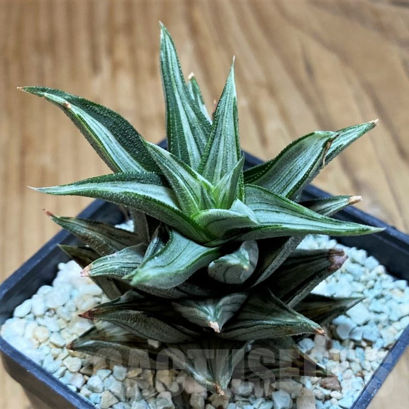 SH17152 Haworthia tortuosa f. variegata