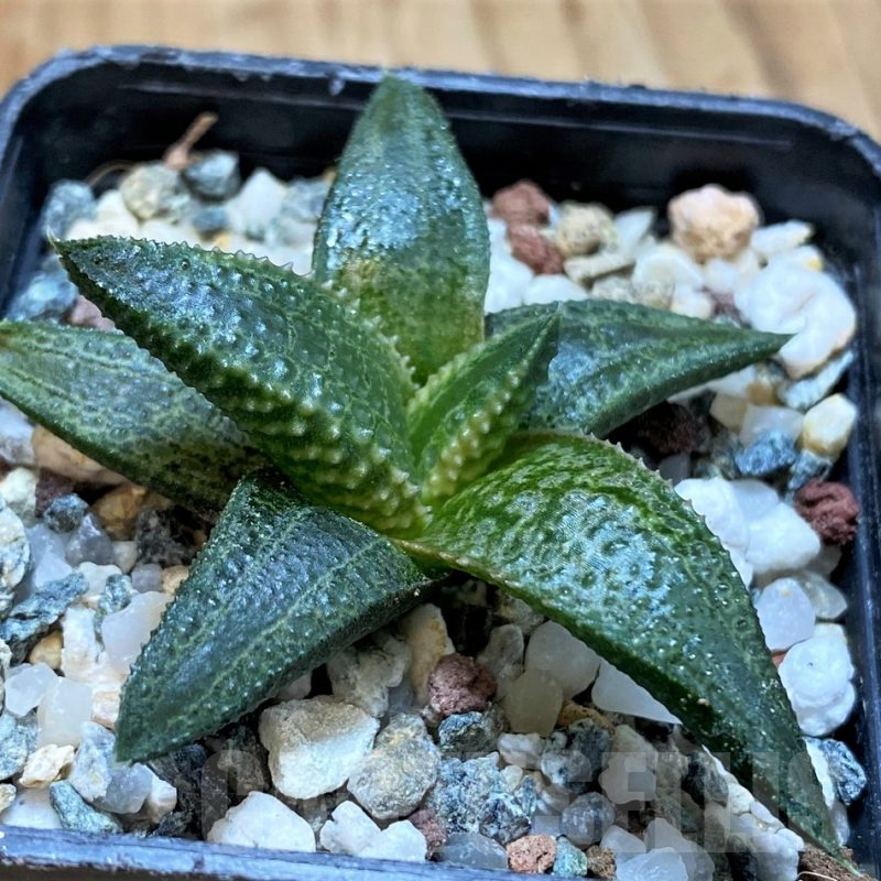 SH17153 Haworthia koelmaniorum hybrid