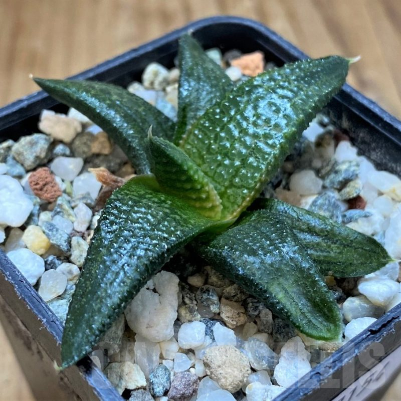 SH17154 Haworthia koelmaniorum hybrid