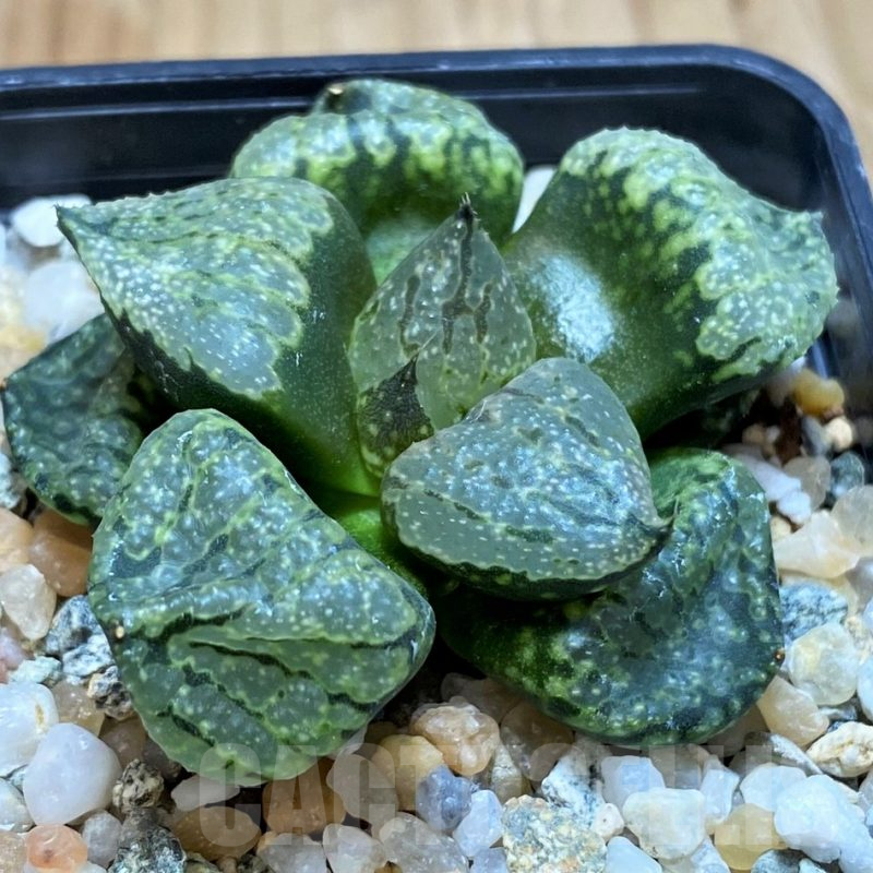 SH17127 Haworthia emelyae mutant