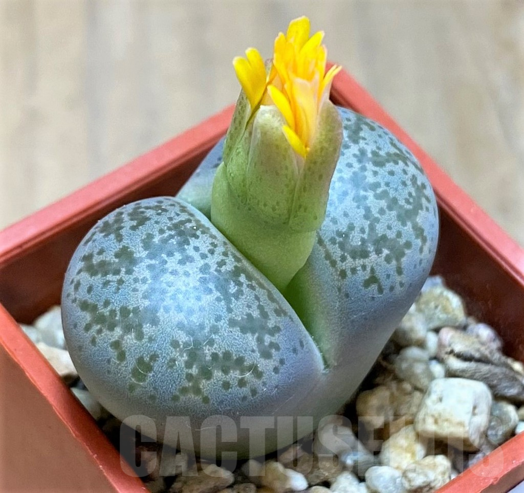SH17186 Lithops coleorum