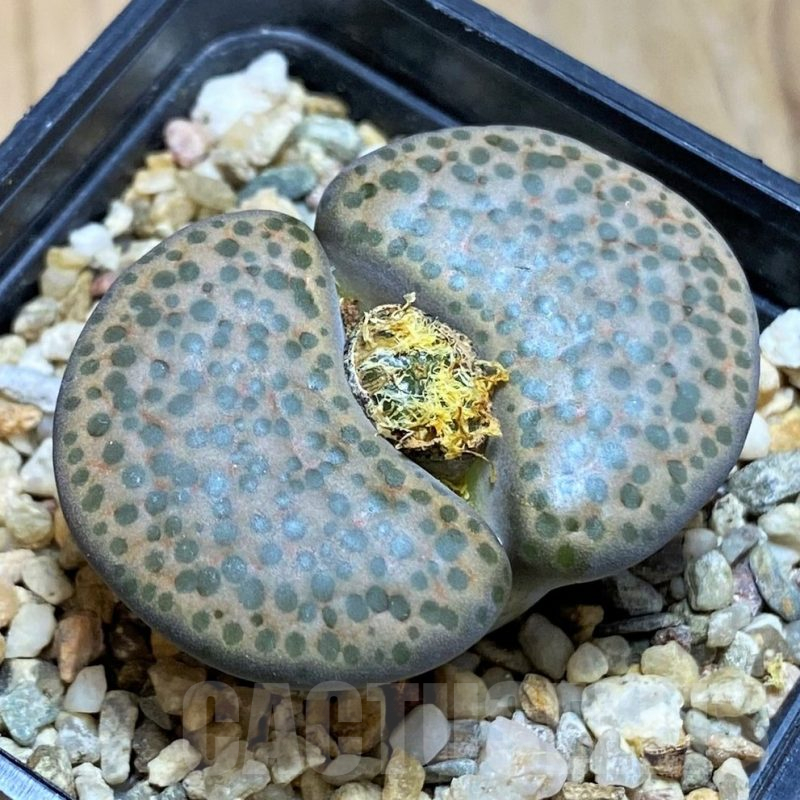 SH17231 Lithops fulviceps
