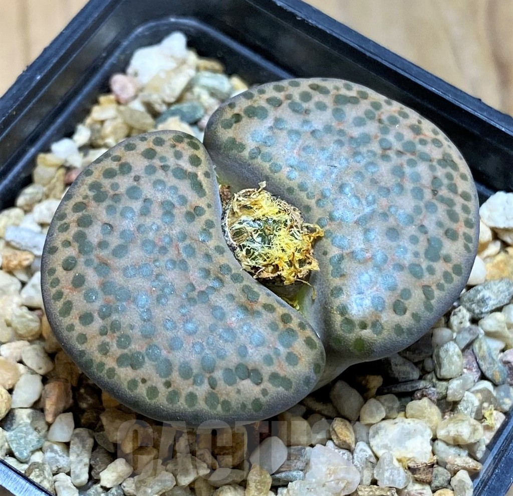 SH17231 Lithops fulviceps