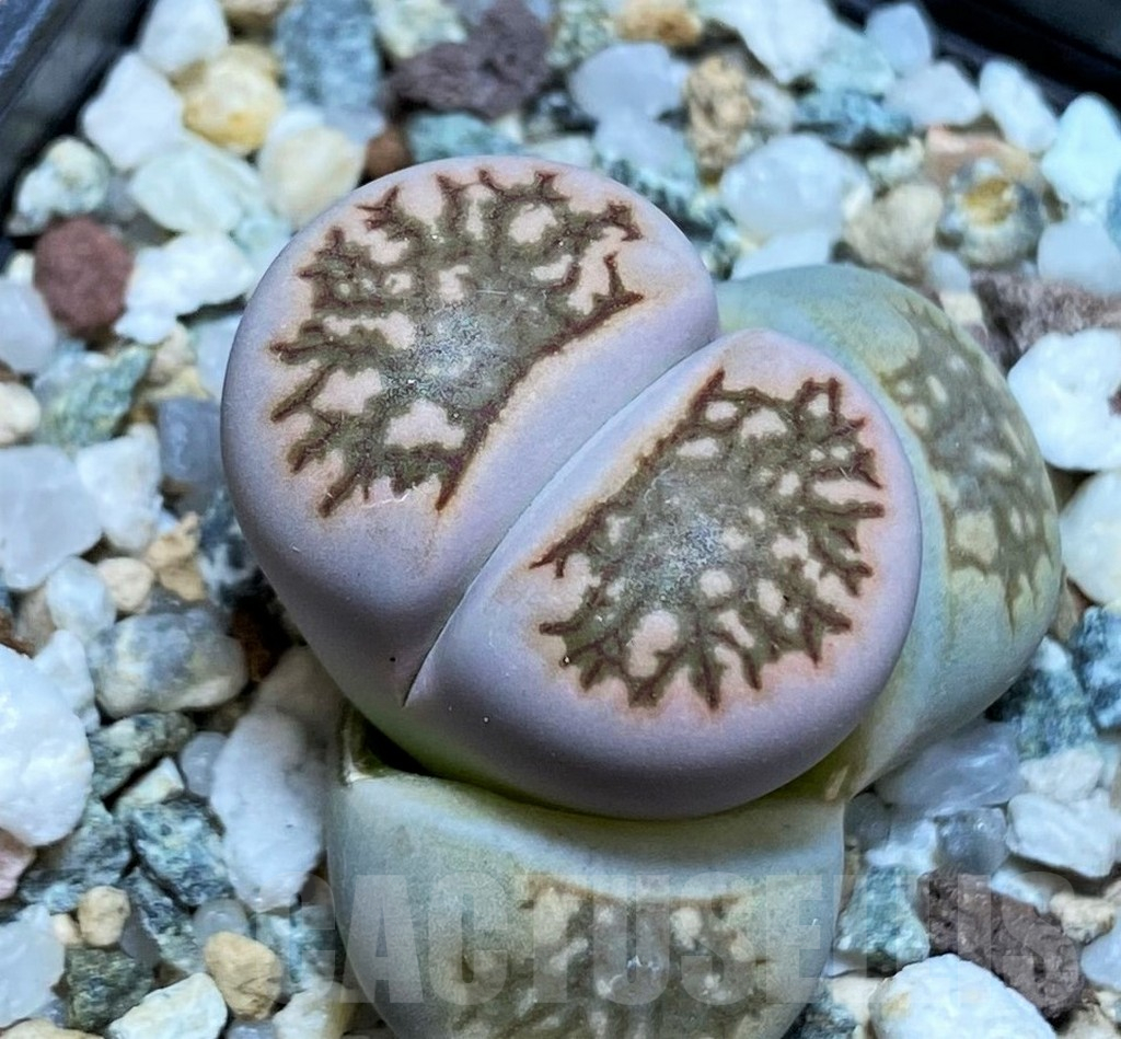 SH17232 Lithops julii ‘Kikushogiyoku’ hybrid