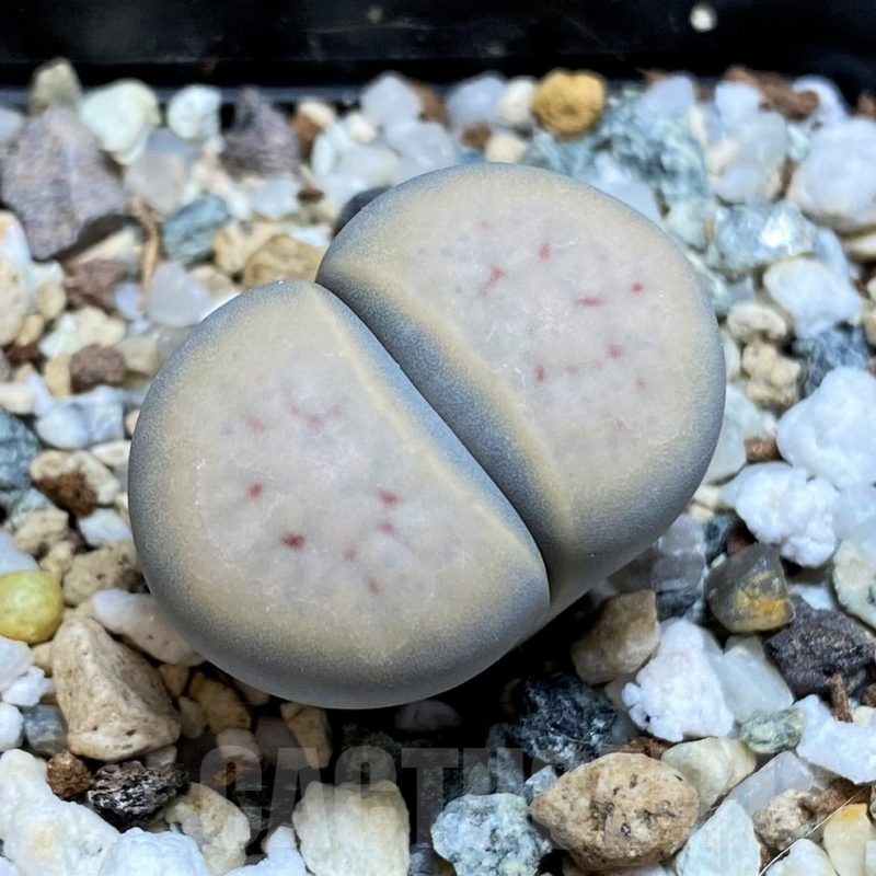 SH17233 Lithops karasmontana v. opalina