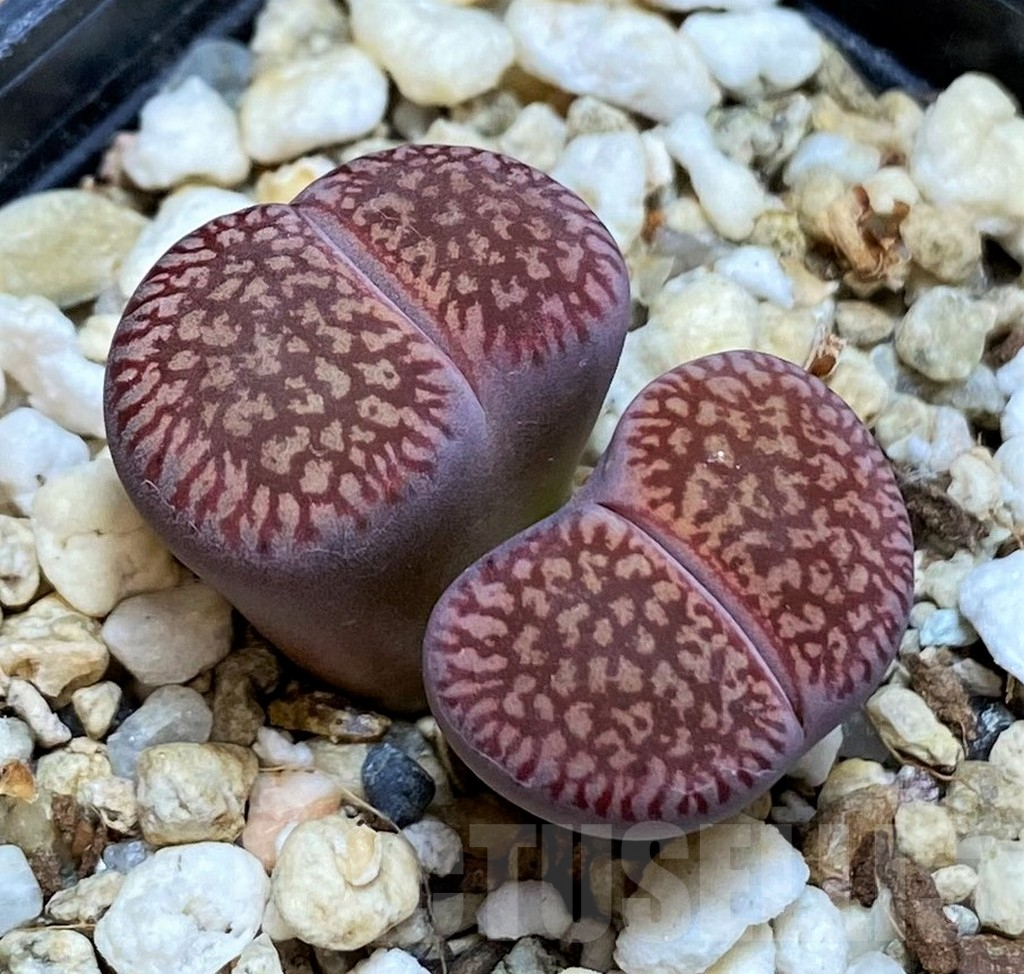 SH17234 Lithops aucampiae ‘Red Daniels Kuil’