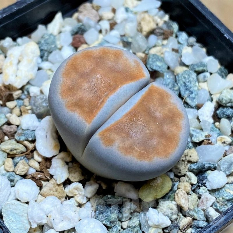 SH17235 Lithops karasmontana 'Top Red'