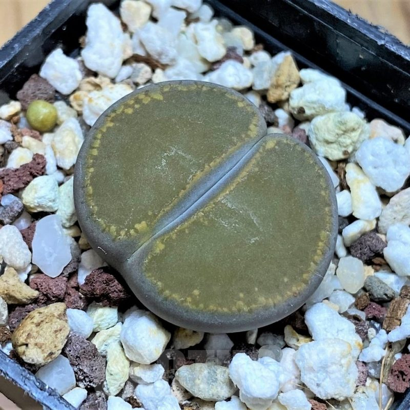 SH17236 Lithops aucampiae, Select form