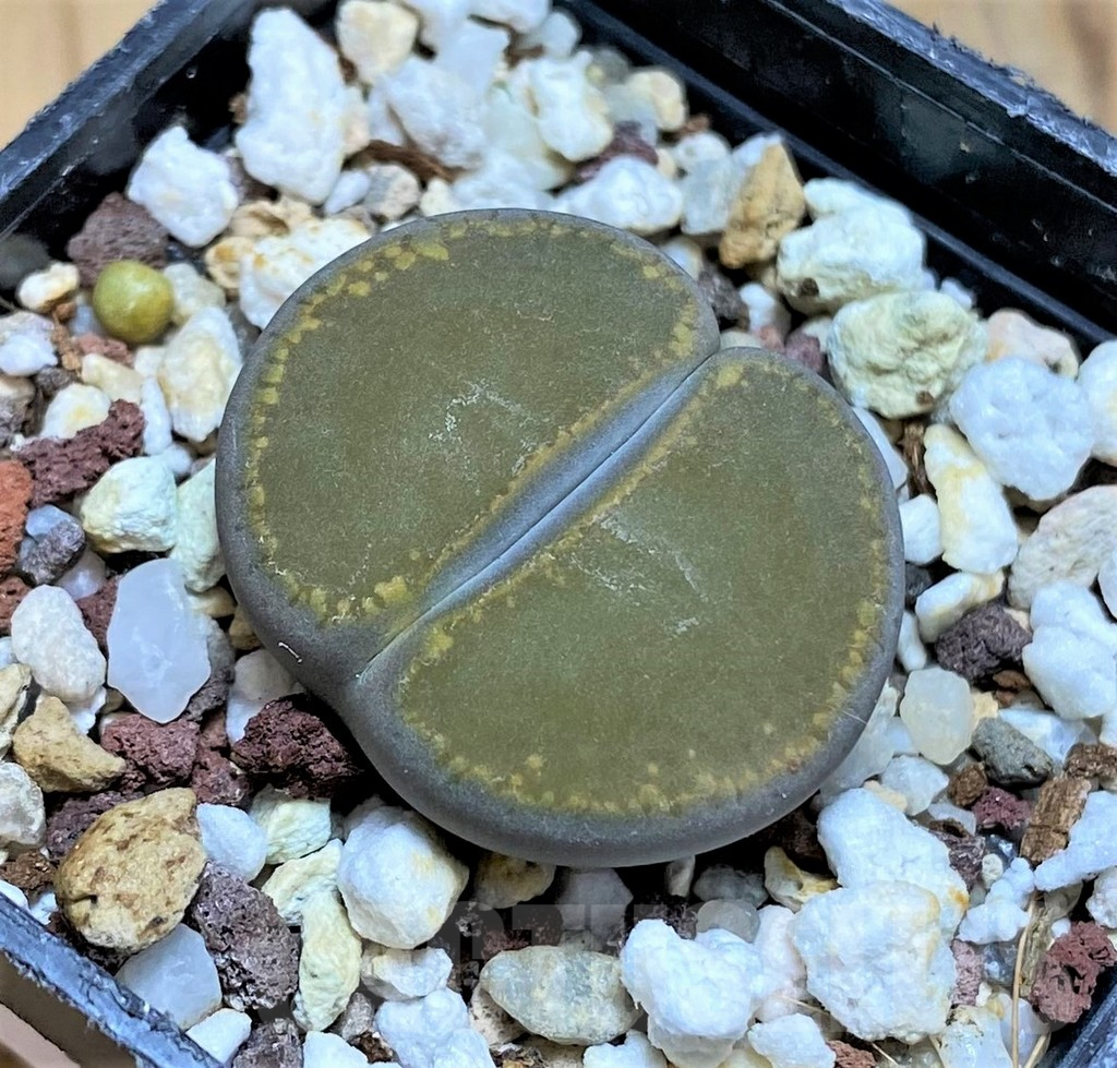 SH17236 Lithops aucampiae, Select form
