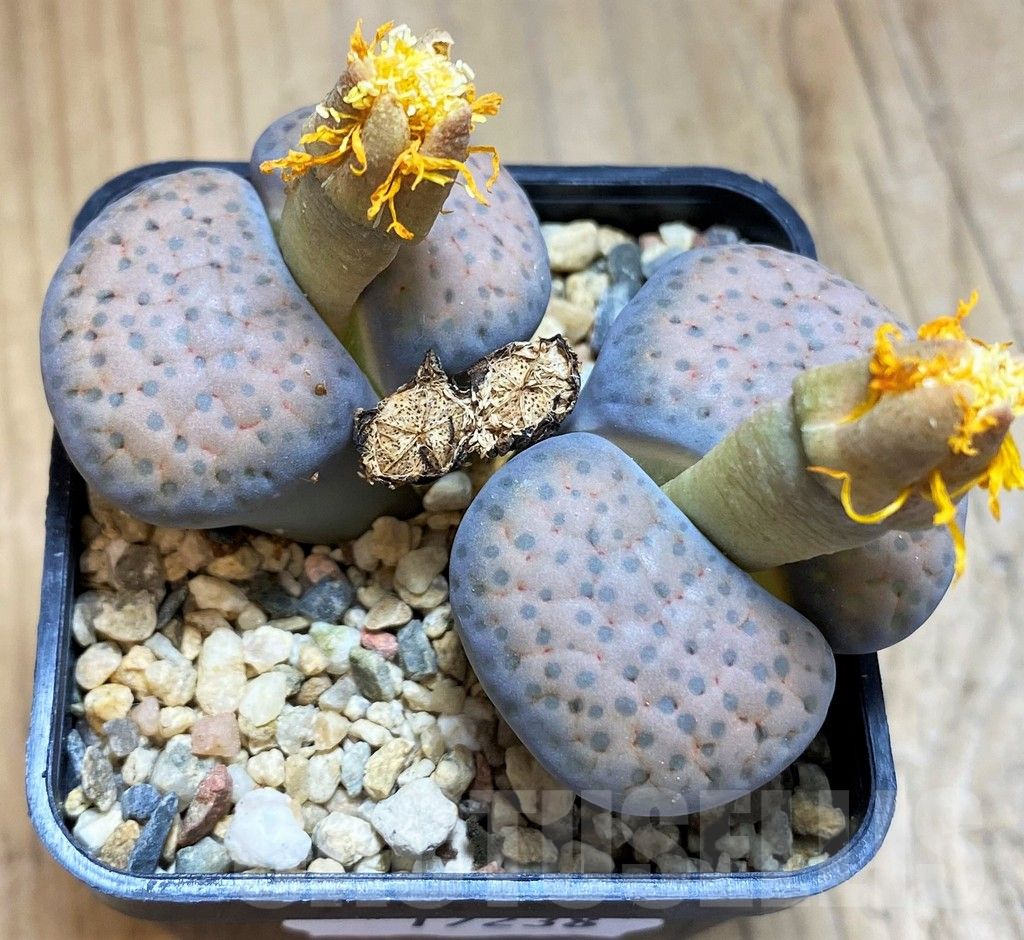 SH17238 Lithops fulviceps v. lydiae, old 8 years