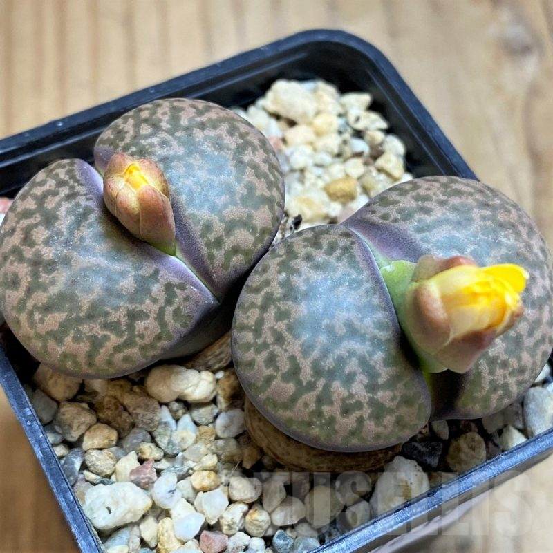 SH17239 Lithops fulviceps