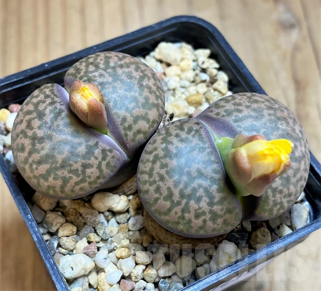 SH17239 Lithops fulviceps