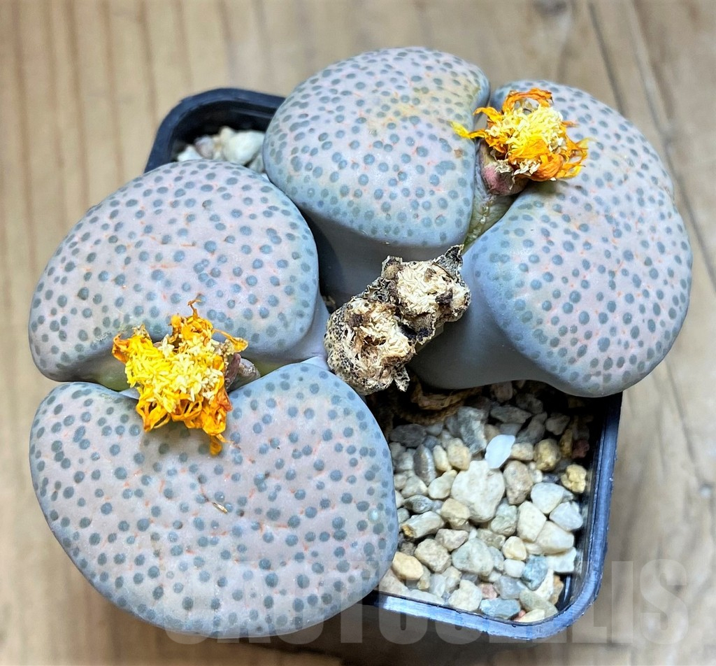SH17240 Lithops fulviceps v. lactinea, old 8 years