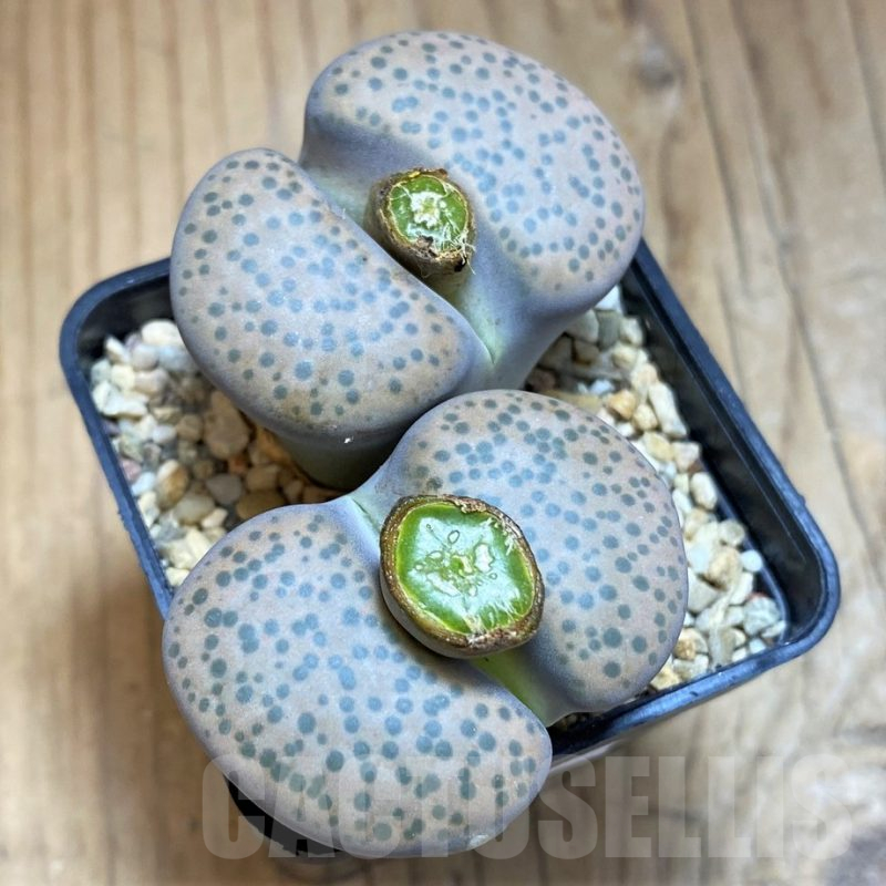 SH17241 Lithops fulviceps v. lydiae, old 8 years