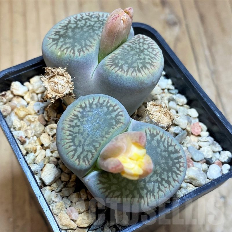 SH17242 Lithops aucampiae v. fluminalis C54