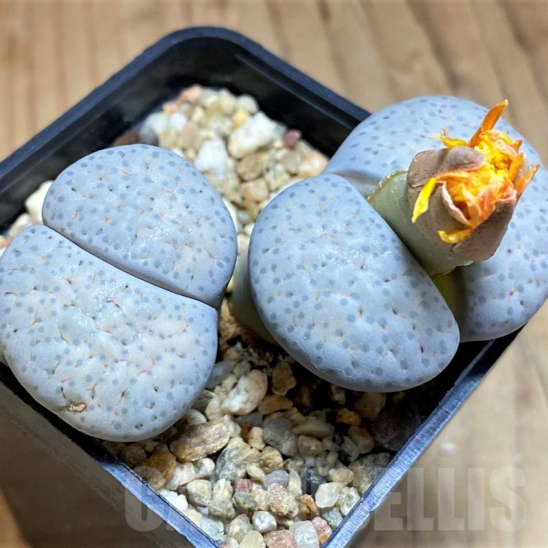 SH17243 Lithops fulviceps v. lactinea