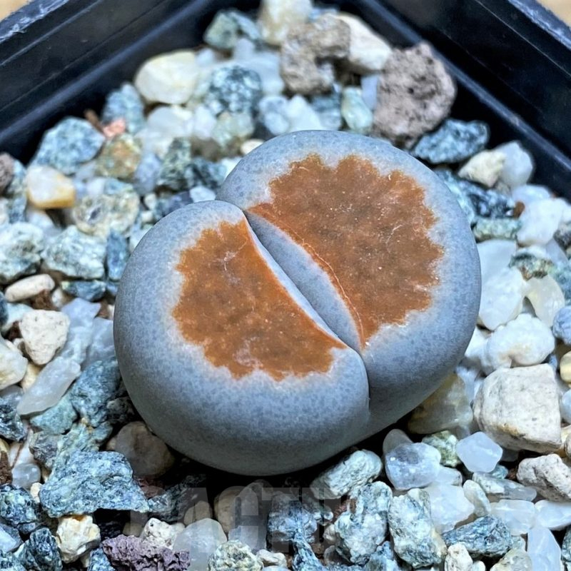 SH17249 Lithops karasmontana 'Top Red'