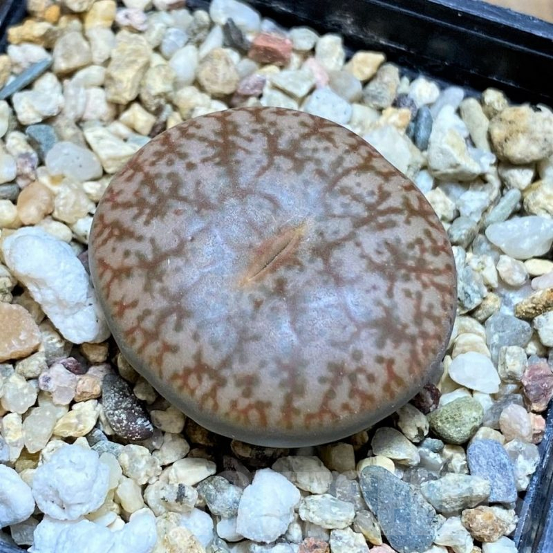 SH17250 Lithops pseudotruncatella