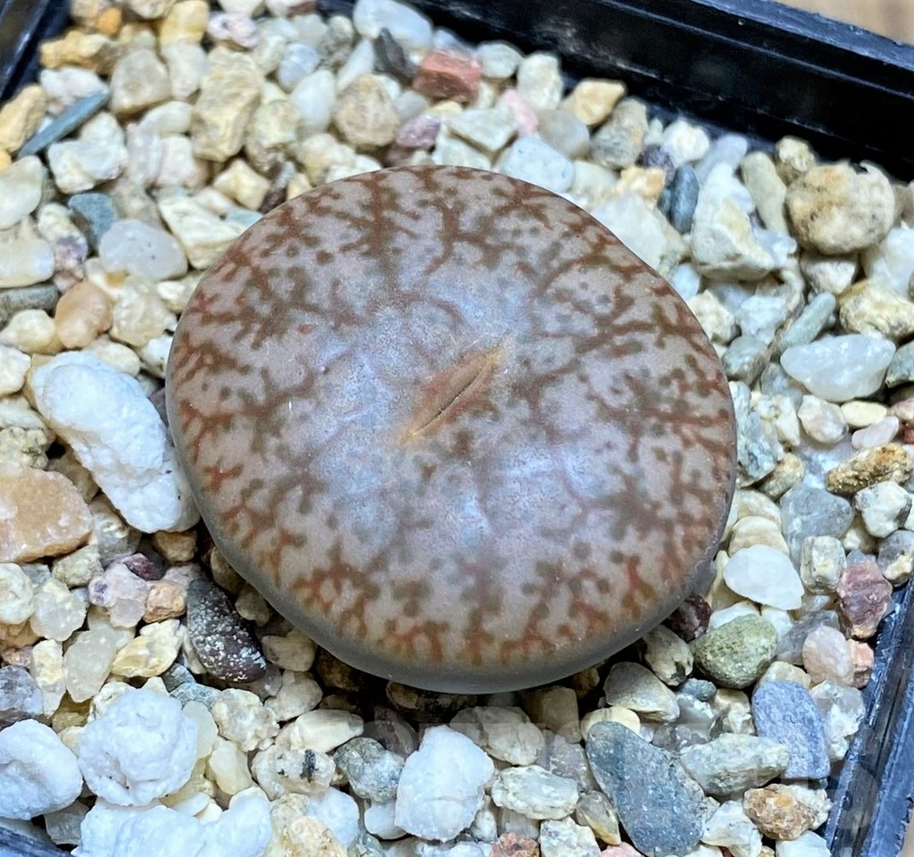 SH17250 Lithops pseudotruncatella