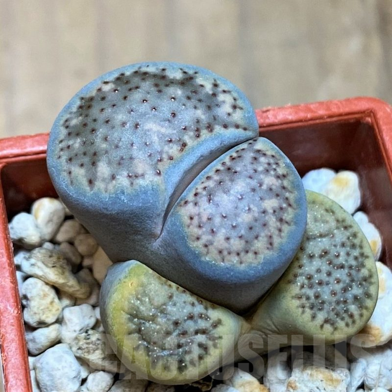 SH17188 Lithops verruculosa