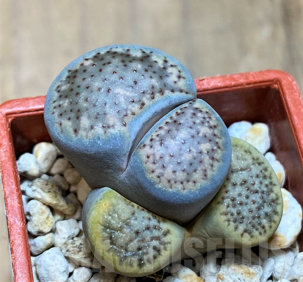 SH17188 Lithops verruculosa