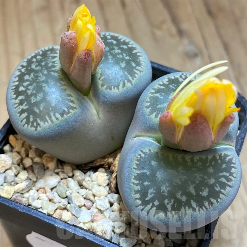 SH17253 Lithops aucampiae ssp. euniceae v. fluminalis C054