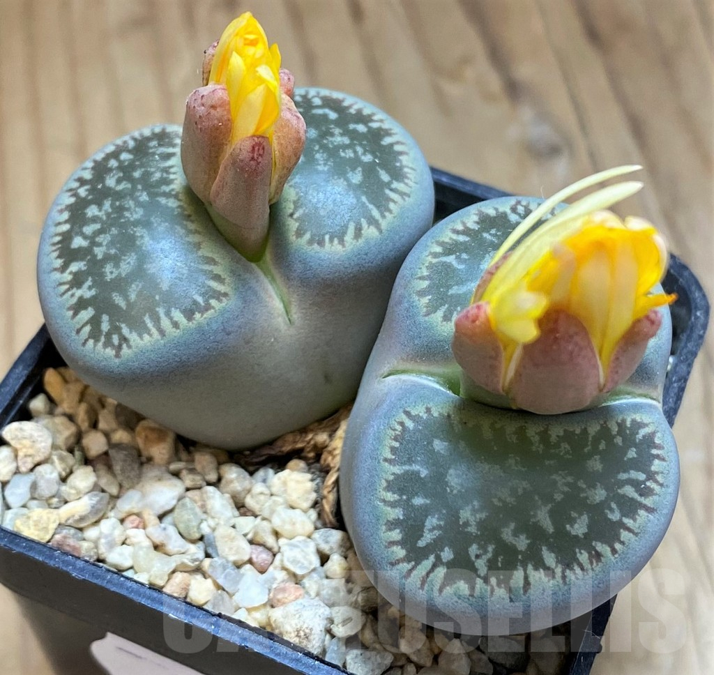SH17253 Lithops aucampiae ssp. euniceae v. fluminalis C054