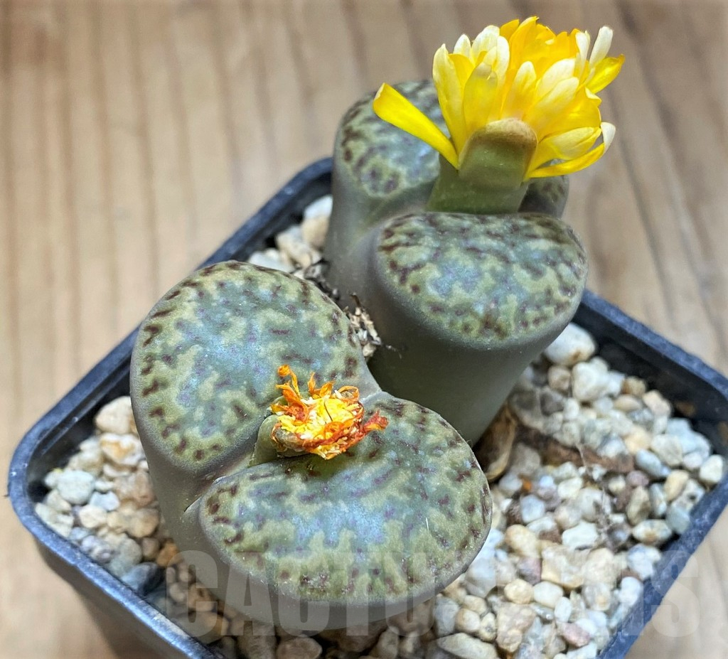 SH17255 Lithops bromfieldii v. insularis