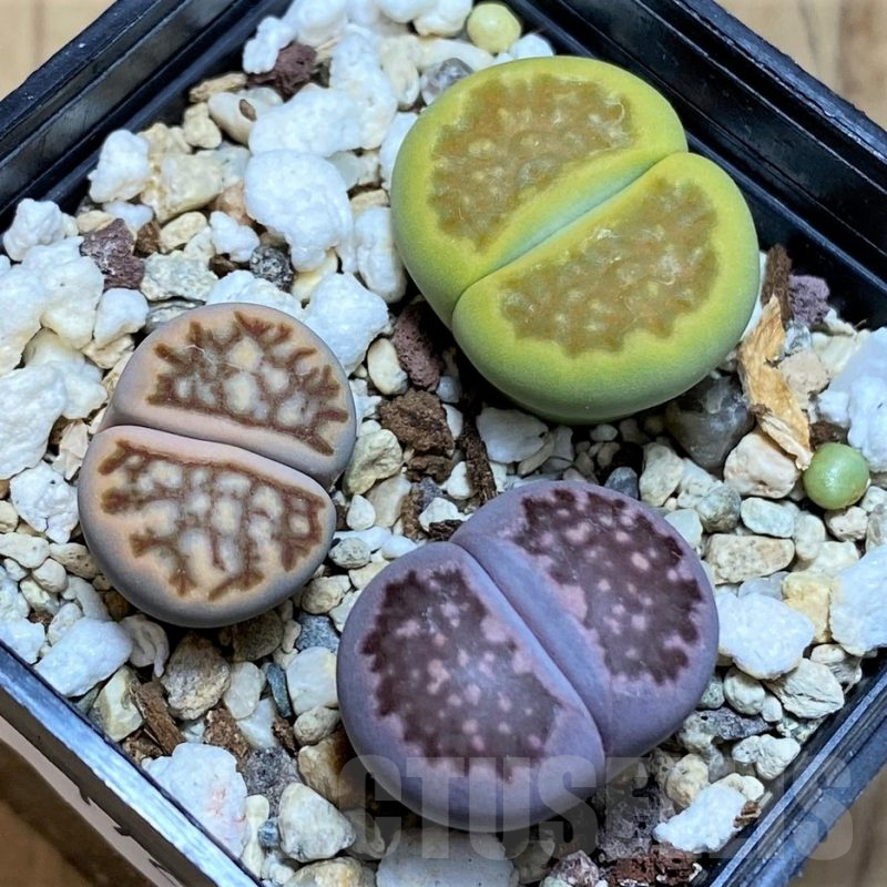 SH17256 Lithops mix