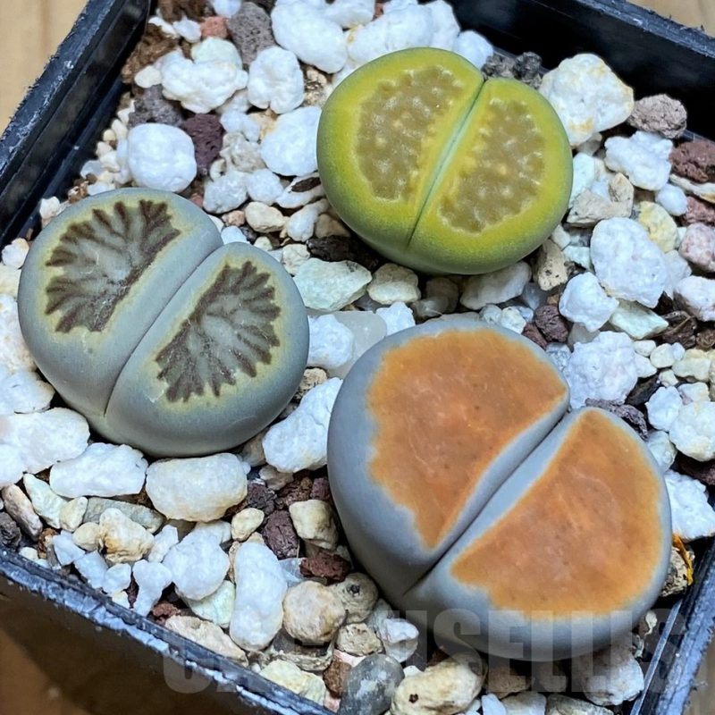 SH17257 Lithops mix